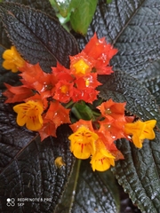 Chrysothemis pulchella