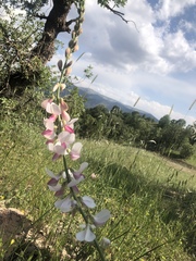 Onobrychis schahuensis