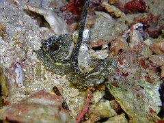 Ikedella misakiensis