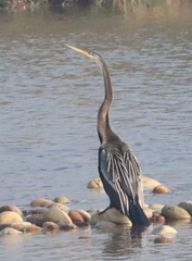 Anhinga melanogaster