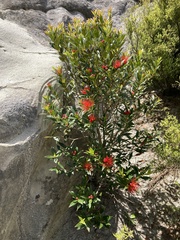 Metrosideros umbellata