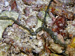 Ikedella misakiensis