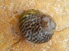 Austrocochlea porcata