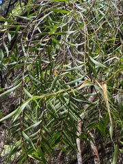 Dendrobium cunninghamii