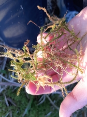 Rhytidiadelphus squarrosus