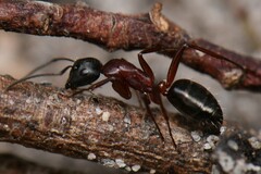 Camponotus innexus