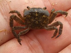 Cyclograpsus granulosus