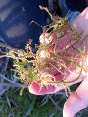 Rhytidiadelphus squarrosus