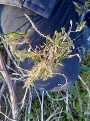 Rhytidiadelphus squarrosus