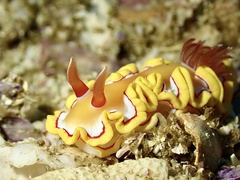 Ardeadoris rubroannulata