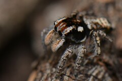 Maratus plumosus