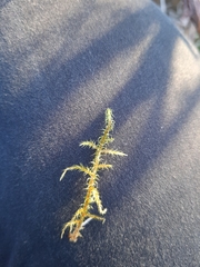 Rhytidiadelphus squarrosus