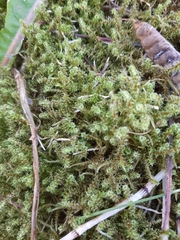 Rhytidiadelphus squarrosus