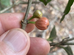 Cyclophyllum multiflorum