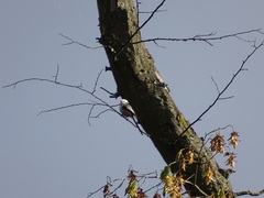 Aegithalos caudatus caudatus