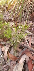 Lomandra obliqua