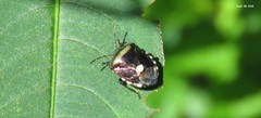 Menida violacea