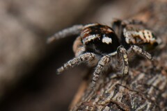 Maratus plumosus