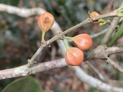Cyclophyllum multiflorum