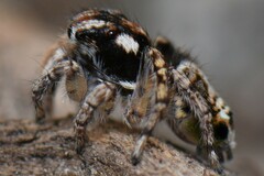 Maratus plumosus