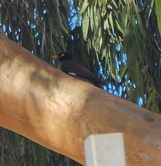 Acridotheres tristis
