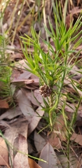 Lomandra obliqua