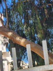 Acridotheres tristis