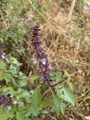 Ocimum