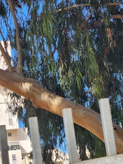 Acridotheres tristis