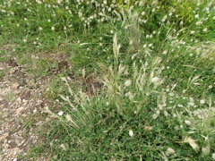 Rytidosperma setaceum