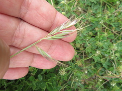 Rytidosperma setaceum