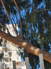 Acridotheres tristis