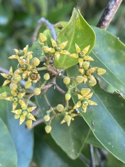Loeseneriella barbata