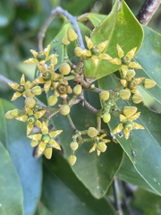 Loeseneriella barbata