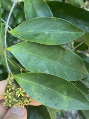 Loeseneriella barbata