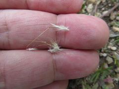 Rytidosperma setaceum