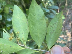 Loeseneriella barbata