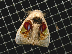 Arrhenophanes perspicilla