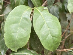 Cyclophyllum multiflorum