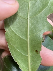 Cyclophyllum multiflorum