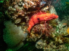 Hypoplectrodes nigroruber