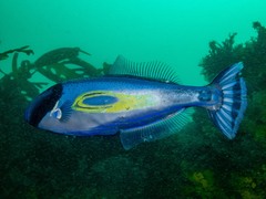 Meuschenia hippocrepis