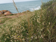 Austrostipa semibarbata