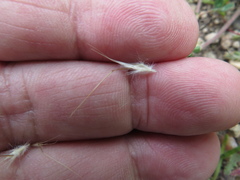 Rytidosperma setaceum