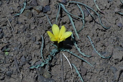 Tulipa