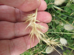 Rytidosperma setaceum