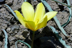 Tulipa