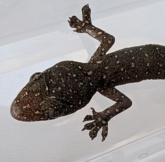 Hemidactylus garnotii