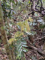 Sarcotoechia serrata