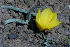 Tulipa